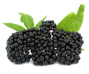 Elderberry Concentrates, Purees & NFC's